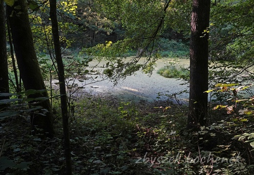 DSC00801