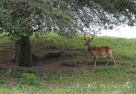 DSC01022