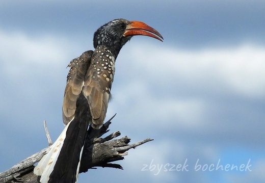 Etosha