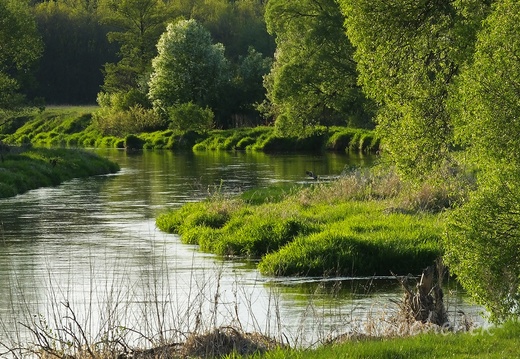 Nad Pilicą