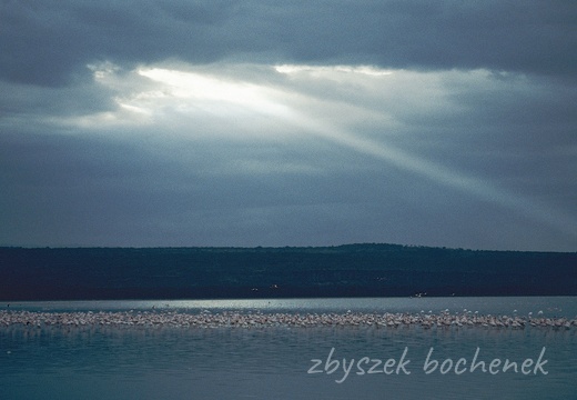 Jezioro Nakuru
